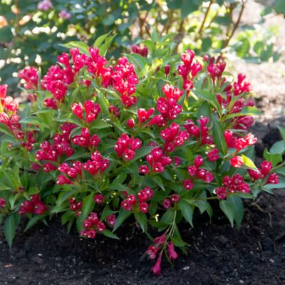 Image showing  1 pt. Potted Crimson Kisses Jumbo Weigela Plant