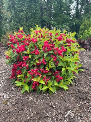Image showing  1 pt. Potted Crimson Kisses Jumbo Weigela Plant