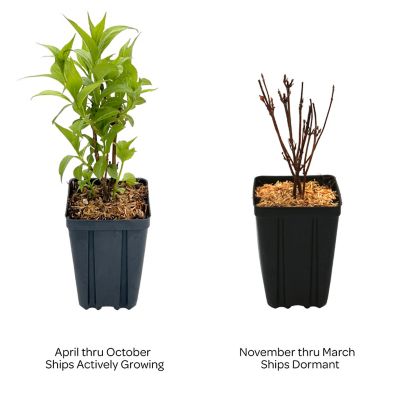 Image showing  1 pt. Potted Crimson Kisses Jumbo Weigela Plant