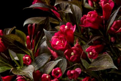 Bloomin' Easy Jumbo Pint Potted Electric Love Weigela Plant