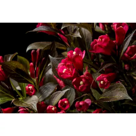 Electric Love Weigela Plant in Pot Bloomin' Easy Jumbo Pint Perennials