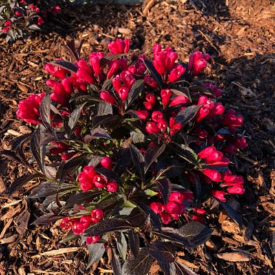 Image showing  Jumbo Pint Potted Electric Love Weigela Plant