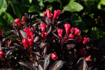 Image showing  Jumbo Pint Potted Electric Love Weigela Plant