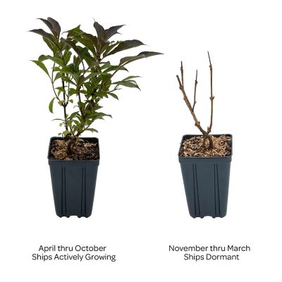 Image showing  Jumbo Pint Potted Electric Love Weigela Plant