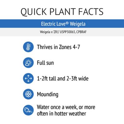 Image showing 5 th Bloomin' Easy Jumbo Pint Potted Electric Love Weigela Plant