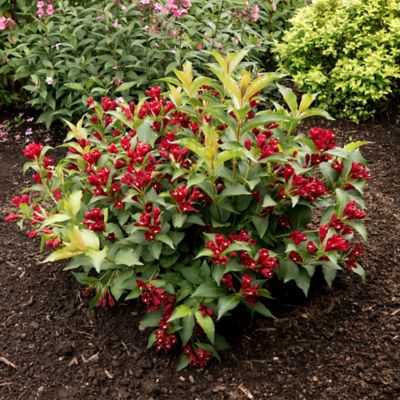 Image showing  Jumbo Pint Potted Maroon Swoon Weigela Plant