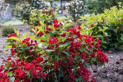 Image showing  Jumbo Pint Potted Maroon Swoon Weigela Plant