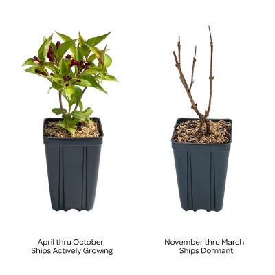 Image showing  Jumbo Pint Potted Maroon Swoon Weigela Plant
