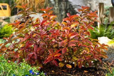 Image showing  Jumbo Pint Strobe Weigela