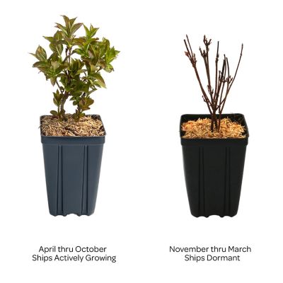 Image showing  Jumbo Pint Strobe Weigela
