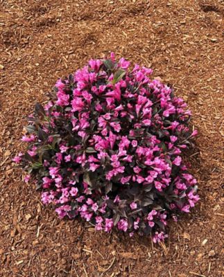 Bloomin' Easy Jumbo Pint Potted Stunner Weigela Plant At Tractor Supply Co.