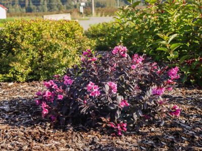 Image showing  1 pt. Potted Pink/Purple Jumbo Stunner Weigela Plant