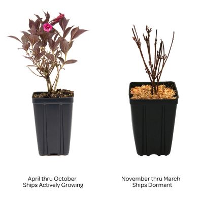Image showing  1 pt. Potted Pink/Purple Jumbo Stunner Weigela Plant