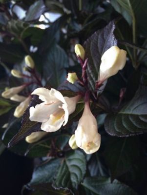 Bloomin' Easy Jumbo Pint Tuxedo Weigela