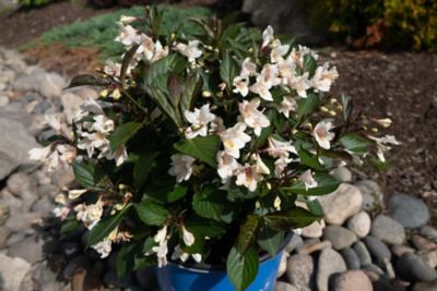 Image showing 1 th Bloomin' Easy 1 pt. Potted White Jumbo Tuxedo Weigela Plant