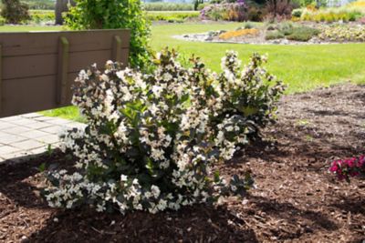 Image showing 2 th Bloomin' Easy 1 pt. Potted White Jumbo Tuxedo Weigela Plant