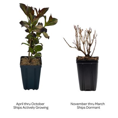 Image showing 3 th Bloomin' Easy 1 pt. Potted White Jumbo Tuxedo Weigela Plant