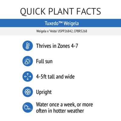 Image showing 5 th Bloomin' Easy 1 pt. Potted White Jumbo Tuxedo Weigela Plant