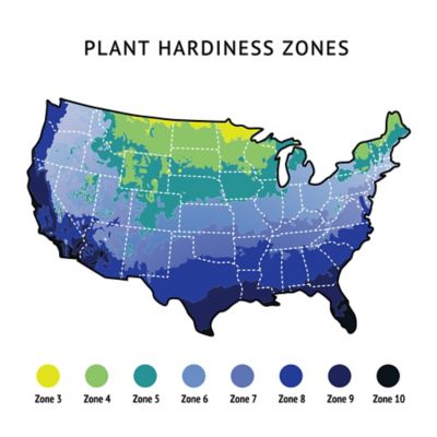 Image showing 7 th Bloomin' Easy 1 pt. Potted White Jumbo Tuxedo Weigela Plant