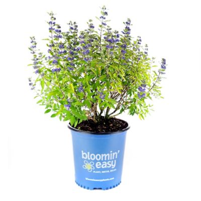 Bloomin' Easy 1 gal. Potted Blue Beekeeper Bluebeard Plant
