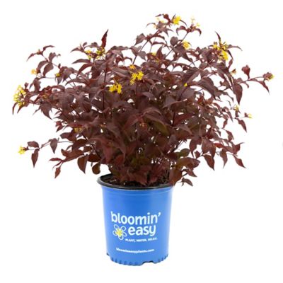 Bloomin' Easy 1 gal. Potted Nightglow Honeysuckle Plant