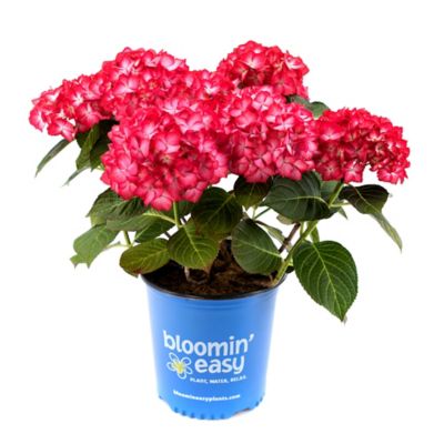 Bloomin' Easy 1 gal. Potted Kimono Bigleaf Hydrangea Plant