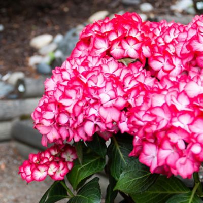 Image showing  1 gal. Potted Kimono Bigleaf Hydrangea Plant