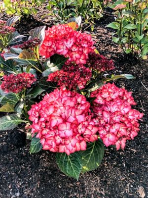 Image showing  1 gal. Potted Kimono Bigleaf Hydrangea Plant