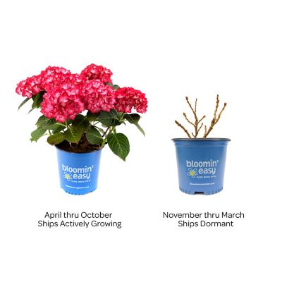 Image showing  1 gal. Potted Kimono Bigleaf Hydrangea Plant