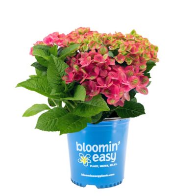 Bloomin' Easy 1 gal. Potted Tilt-A-Swirl Bigleaf Hydrangea Plant