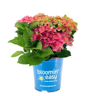 Bloomin' Easy 1 gal. Tilt-A-Swirl Bigleaf Hydrangea