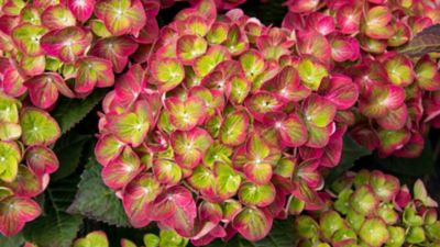 Image showing  1 gal. Potted Tilt-A-Swirl Bigleaf Hydrangea Plant