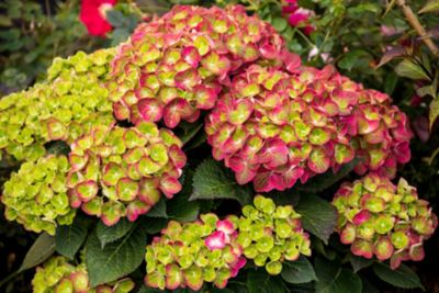 Image showing  1 gal. Potted Tilt-A-Swirl Bigleaf Hydrangea Plant