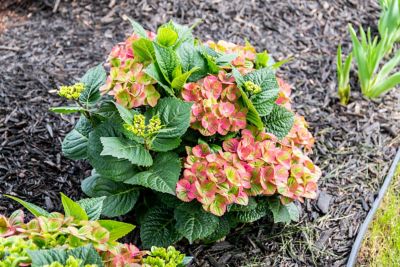 Image showing  1 gal. Potted Tilt-A-Swirl Bigleaf Hydrangea Plant