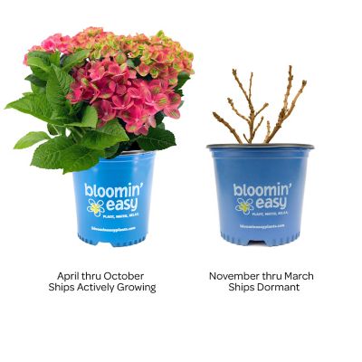 Image showing  1 gal. Potted Tilt-A-Swirl Bigleaf Hydrangea Plant