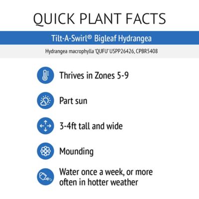 Image showing 6 th Bloomin' Easy 1 gal. Potted Tilt-A-Swirl Bigleaf Hydrangea Plant