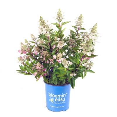 Bloomin' Easy 1 gal. Flare Hardy Hydrangea