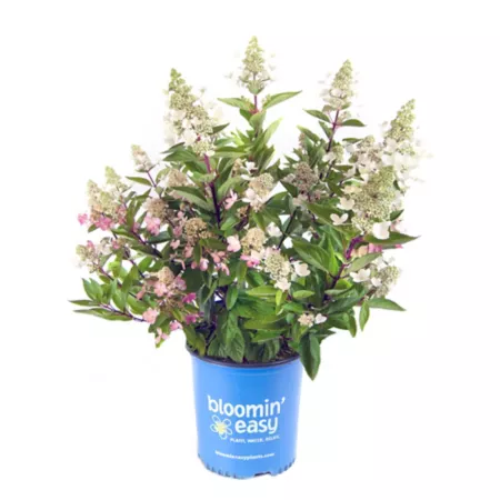 Bloomin' Easy 1 gal Rustic Flare Hydrangea Plant in Pot Perennials