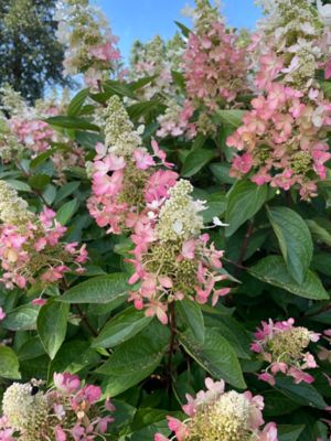 Image showing  1 gal. Potted Red Flare Hardy Hydrangea Plant