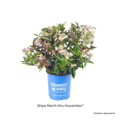 Image showing  1 gal. Potted Red Flare Hardy Hydrangea Plant