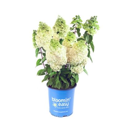 Bloomin' Easy 1 gal. Potted Moonrock Hardy Hydrangea Plant