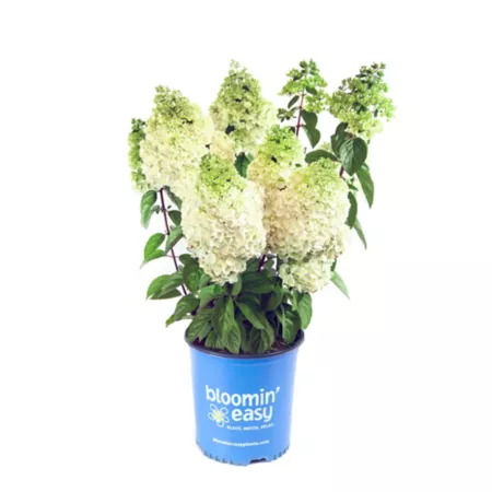 Bloomin' Easy 1 gal Hardy Moonrock Hydrangea Plant in Pot Perennials