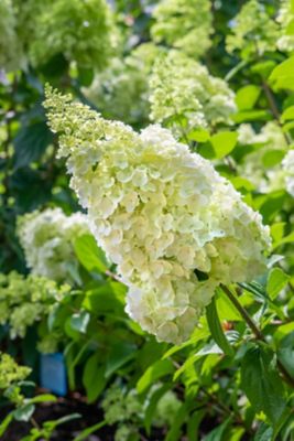 Image showing  1 gal. Potted Lime Green/Pink Moonrock Hardy Hydrangea Plant