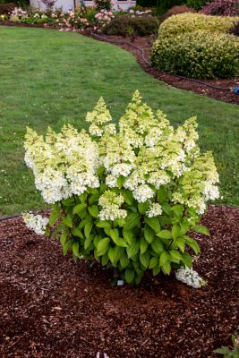 Image showing  1 gal. Potted Lime Green/Pink Moonrock Hardy Hydrangea Plant