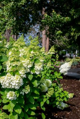 Image showing  1 gal. Potted Lime Green/Pink Moonrock Hardy Hydrangea Plant