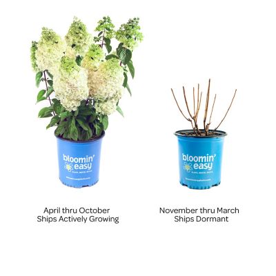 Image showing  1 gal. Potted Lime Green/Pink Moonrock Hardy Hydrangea Plant
