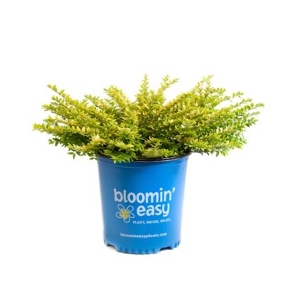 Bloomin' Easy 1 gal. Potted Thunderbolt Box Honeysuckle Plant