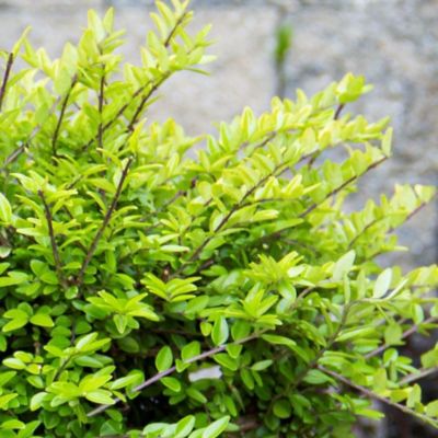 Image showing  1 gal. Potted Thunderbolt Box Honeysuckle Plant