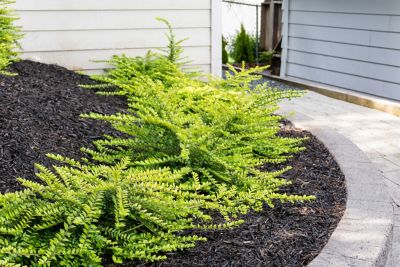 Image showing  1 gal. Potted Thunderbolt Box Honeysuckle Plant