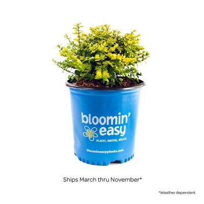 Image showing  1 gal. Potted Thunderbolt Box Honeysuckle Plant